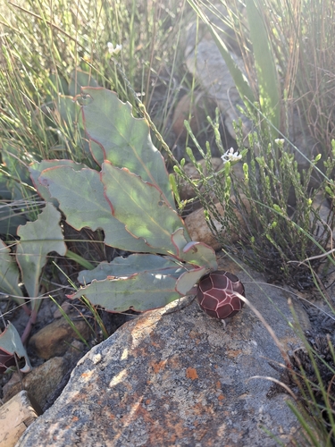 Protea acaulos, photograph 6