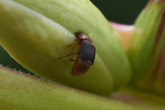 Caplothorax melanopterus