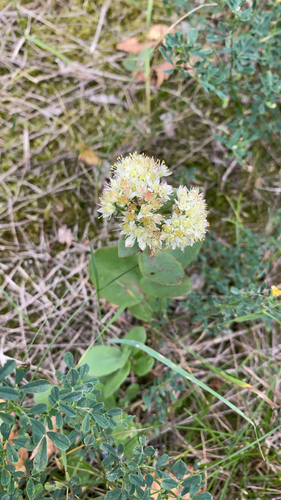 Great Stonecrop