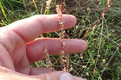 Rumex hastatulus