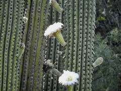 Trichocereus terscheckii