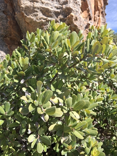 Heeria argentea, photograph 3