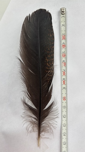 Domestic Chicken
