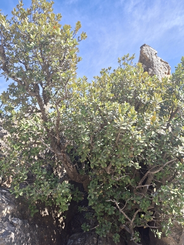 Heeria argentea, photograph 4