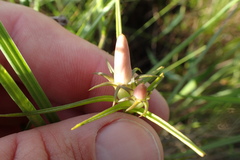 Sabatia gentianoides