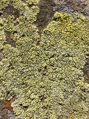 Acarospora schleicheri