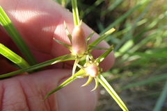 Sabatia gentianoides