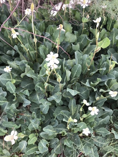 Yerba mansa (Anemopsis californica)