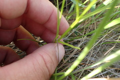 Sabatia gentianoides