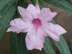 Ruellia simplex