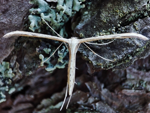 Morning-glory Plume Moth