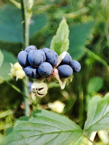 European dewberry