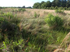 Schizachyrium tenerum