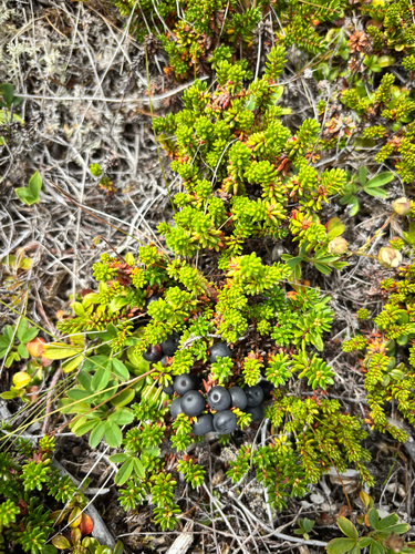 black crowberry