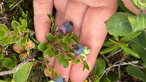 lowbush blueberry