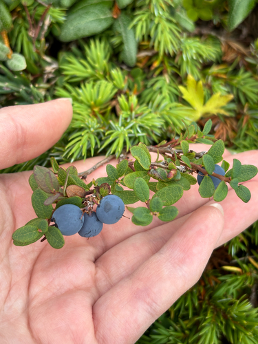 bog bilberry