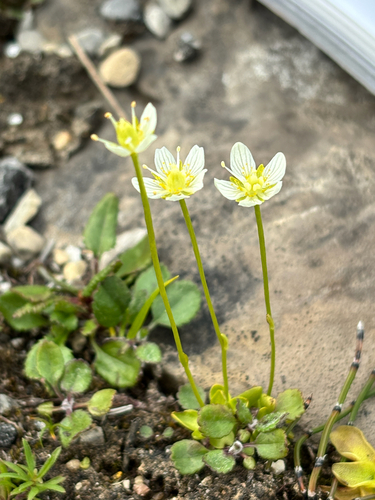 small-flowered grass-of-parnassus