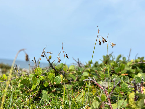 hair-like sedge