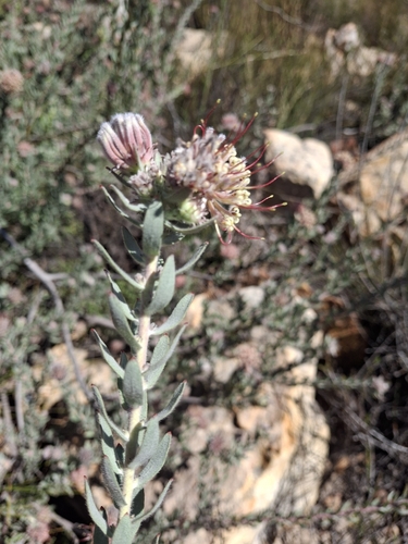 Leucospermum calligerum, photograph 5