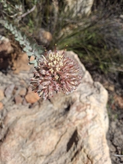 Leucospermum calligerum, photograph (c) marius, some rights reserved (CC BY)