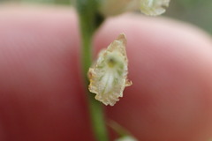 Spiranthes praecox