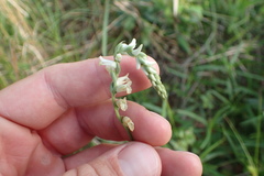 Spiranthes praecox