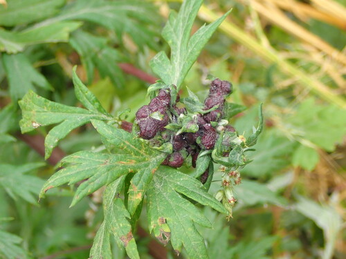 Mugwort Gall Aphid