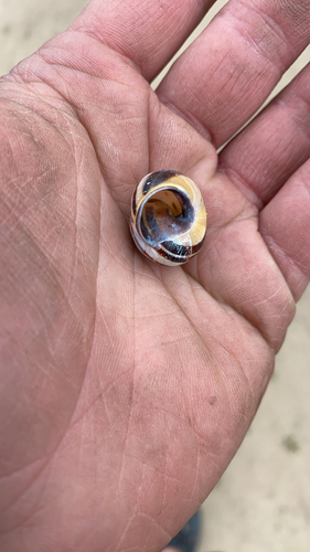 Brown-lipped Snail