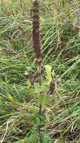 five-bladed motherwort