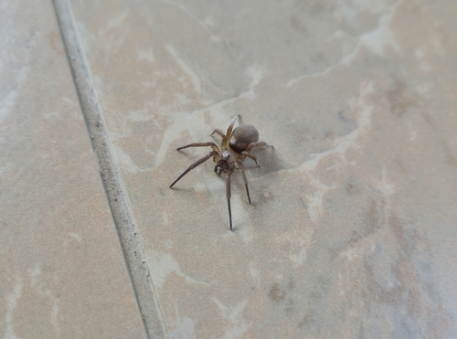 Filistata insidiatrix