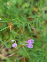 Vicia tetrasperma