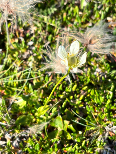 marsh grass-of-Parnassus