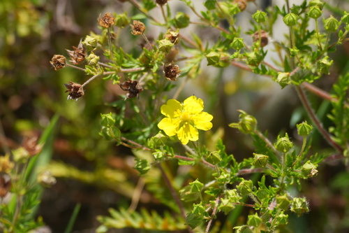Potentilla chinensis, photograph 1