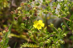 Potentilla chinensis, photograph (c) WATANABE Hitoshi 渡辺仁, some rights reserved (CC BY)