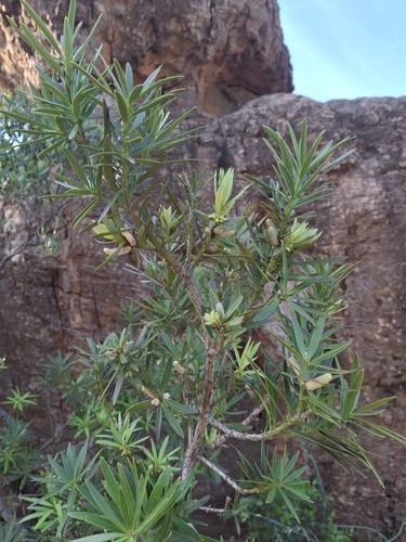 Podocarpus elongatus, photograph 4