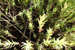 Suaeda linearis