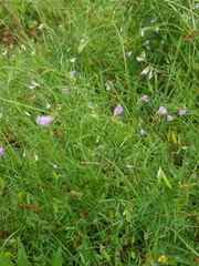 Vicia tetrasperma