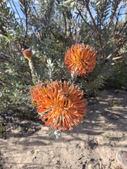 Leucospermum reflexum, photograph (c) marius, some rights reserved (CC BY)