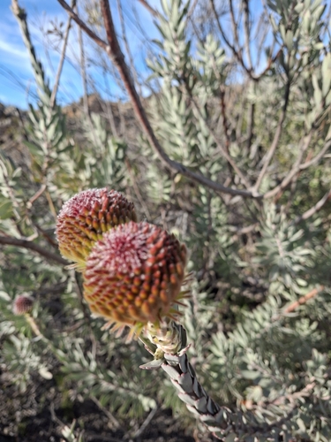 Leucospermum reflexum, photograph 4
