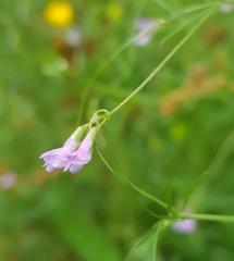 Vicia tetrasperma