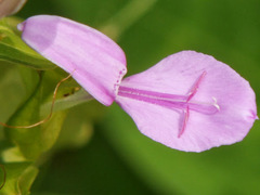 Dicliptera roxburghiana