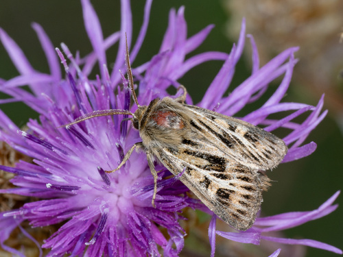 Antler Moth