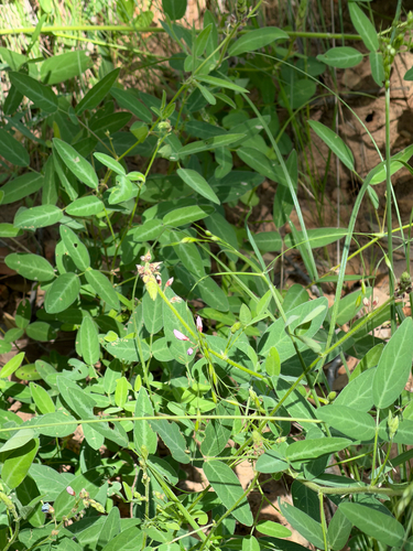 Desmodium batocaulon, photograph 4