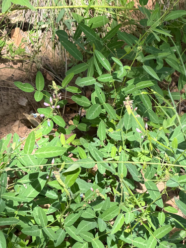 Desmodium batocaulon, photograph 5
