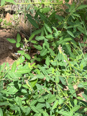 Desmodium batocaulon, photograph (c) CK2AZ, some rights reserved (CC BY)