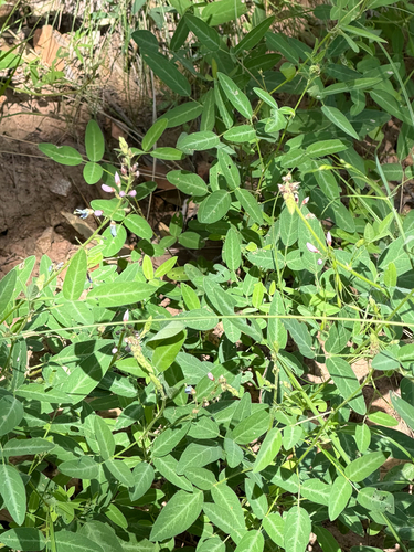 Desmodium batocaulon, photograph 6