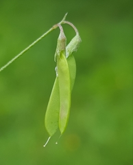 Vicia tetrasperma