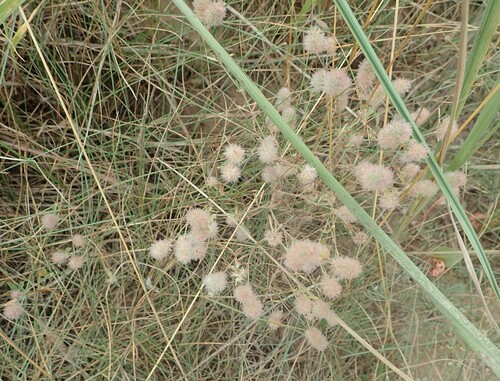 rabbitfoot clover