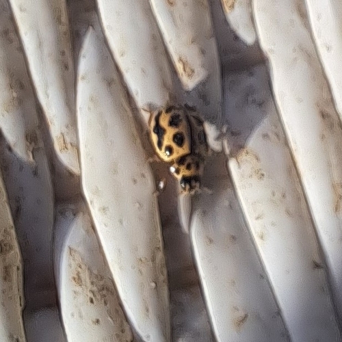 16-spot Ladybird