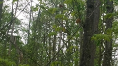 Protonotaria citrea